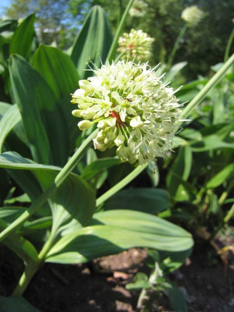 Allium victorialis (Allermannsharnisch)